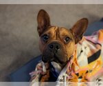 Small Photo #3 French Bulldog Puppy For Sale in Salt Lake City, UT, USA