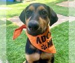 Small #5 Doberman Pinscher-Labrador Retriever Mix