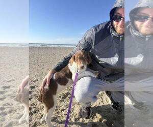 Australian Shepherd-Unknown Mix Dogs for adoption in FRAMINGHAM, MA, USA