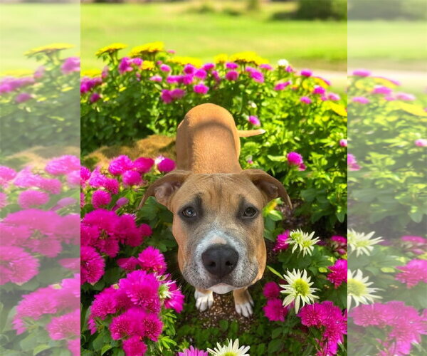 Medium Photo #6 Mutt Puppy For Sale in Orlando, FL, USA