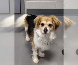 Chihuahua-Colonial Cocker Spaniel Mix Dogs for adoption in South Bend, IN, USA