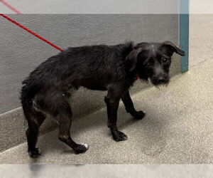 Mutt Dogs for adoption in Las Vegas, NV, USA