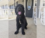 Small Photo #21 Newfoundland Puppy For Sale in TILTON, IL, USA