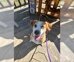 Small Beagle Mix