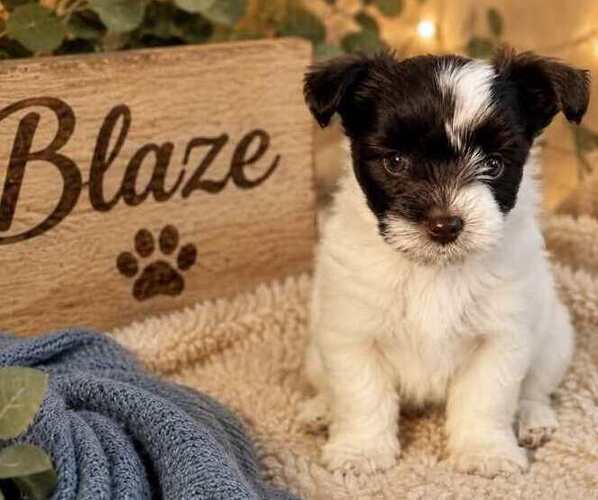 Medium Photo #1 Yorkshire Terrier Puppy For Sale in DAYTON, TX, USA