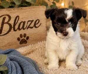 Medium Yorkshire Terrier
