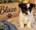 Puppy 3 Yorkshire Terrier