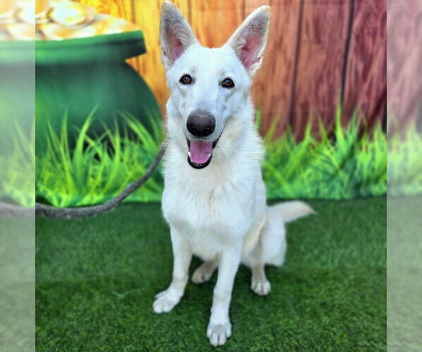 Medium Photo #2 Siberian Husky Puppy For Sale in Long Beach, CA, USA