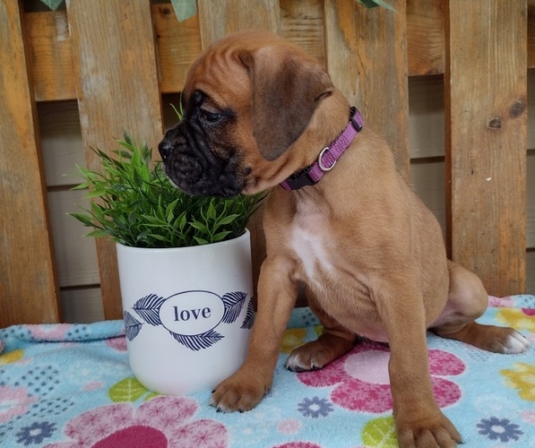 Medium Photo #28 Boxer Puppy For Sale in PORT ROYAL, PA, USA