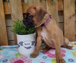 Small #2 Boxer