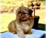 Small Photo #4 Shih Tzu Puppy For Sale in BUFORD, GA, USA