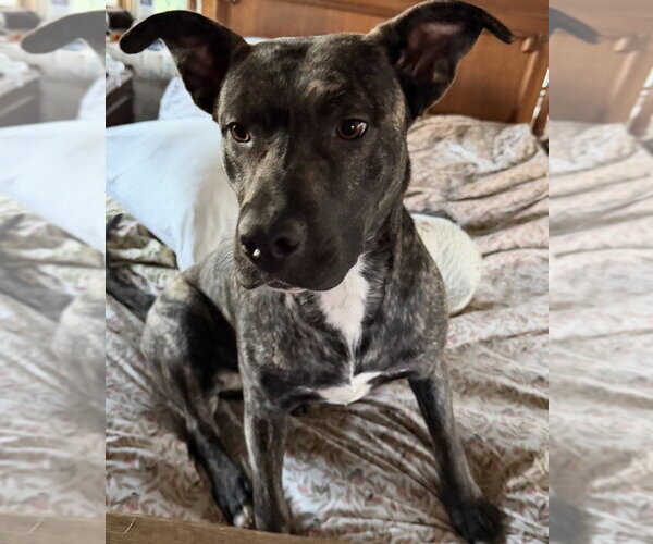 Medium Photo #2 American Staffordshire Terrier-Unknown Mix Puppy For Sale in Dana Point, CA, USA