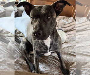Delta - Female American Staffordshire Terrier-Unknown Mix Dog for Adoption - Photo #2