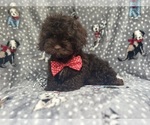 Small #5 ShihPoo