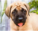 Small Photo #18 Mastiff Puppy For Sale in WAKARUSA, IN, USA