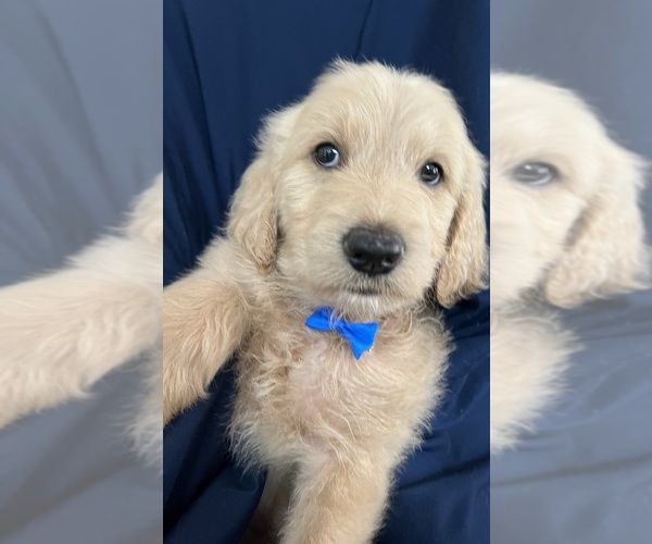 Medium Photo #5 Double Doodle Puppy For Sale in WEST COVINA, CA, USA
