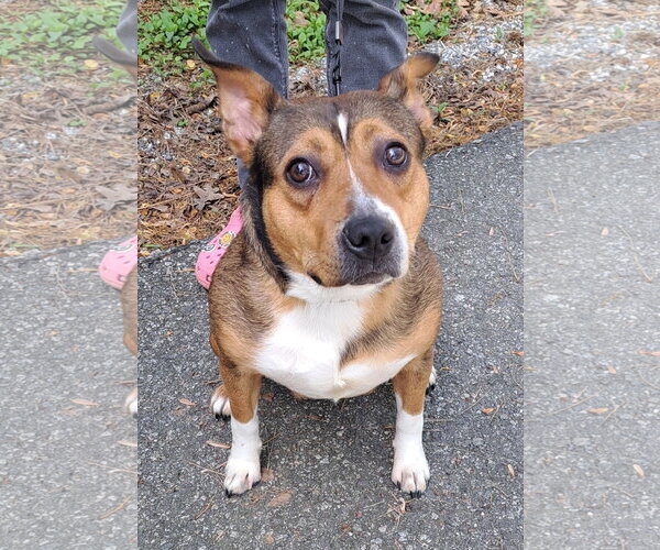 Medium Photo #2 Mutt Puppy For Sale in Clarkesville, GA, USA