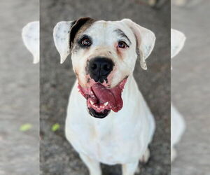 Boxer-Unknown Mix Dogs for adoption in Woodland, CA, USA