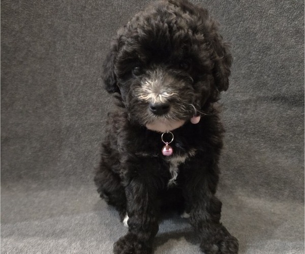 Medium Photo #4 Whoodle (Miniature) Puppy For Sale in KATY, TX, USA