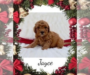 Goldendoodle (Miniature) Puppy for sale in GREENBANK, PA, USA