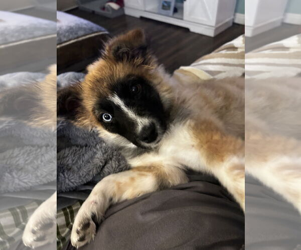 Medium Photo #8 Mutt Puppy For Sale in Sandy, UT, USA