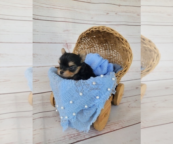 Medium Photo #2 Yorkshire Terrier Puppy For Sale in ORCHARDS, WA, USA