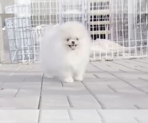Pomeranian Puppy for sale in EASTVALE, CA, USA