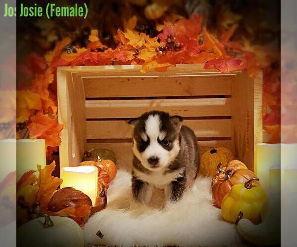 Medium Photo #1 Siberian Husky Puppy For Sale in SWANSEA, MA, USA