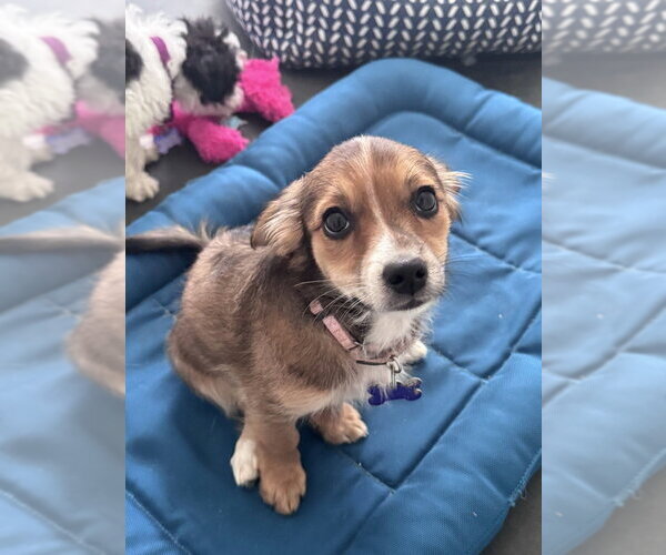 Medium Photo #11 Mutt Puppy For Sale in Oak Bluffs, MA, USA