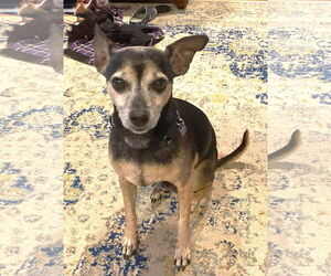 Chihuahua-Unknown Mix Dogs for adoption in Boonton, NJ, USA