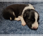 Small #14 Border Collie