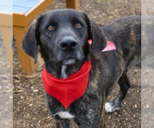 Labrador Retriever Dogs for adoption in San Antonio, TX, USA