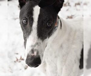 Greyhound Dogs for adoption in Grandville, MI, USA