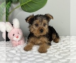 Small #1 Yorkshire Terrier