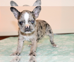 Faux Frenchbo Bulldog Puppy for sale in SHILOH, OH, USA