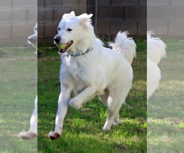 Medium Photo #2 Golden Pyrenees Puppy For Sale in Glendale , AZ, USA