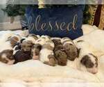 Small Photo #1 Labradoodle Puppy For Sale in ROSE HILL ACRES, TX, USA