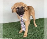 Small #4 Australian Shepherd-German Shepherd Dog Mix