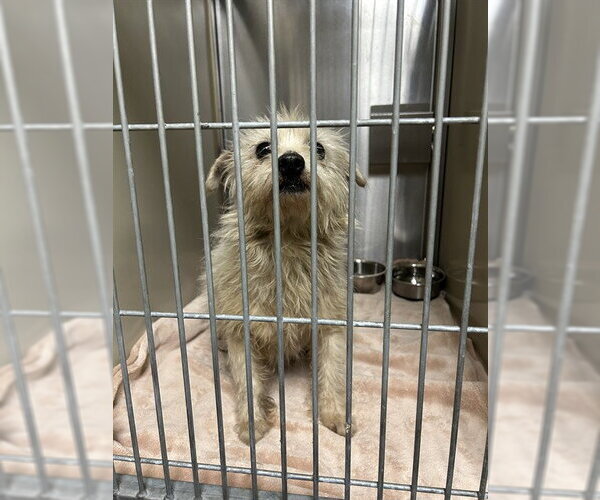 Medium Photo #1 Cairanian Puppy For Sale in Sacramento, CA, USA