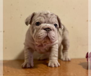 French Bulldog Puppy for sale in NORTH HAMPTON, NH, USA