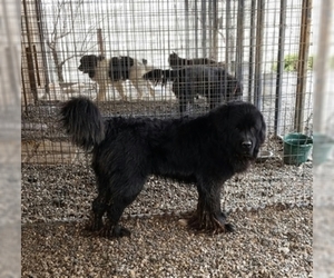 Father of the Newfoundland puppies born on 06/20/2019