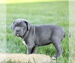 Small #1 Cane Corso