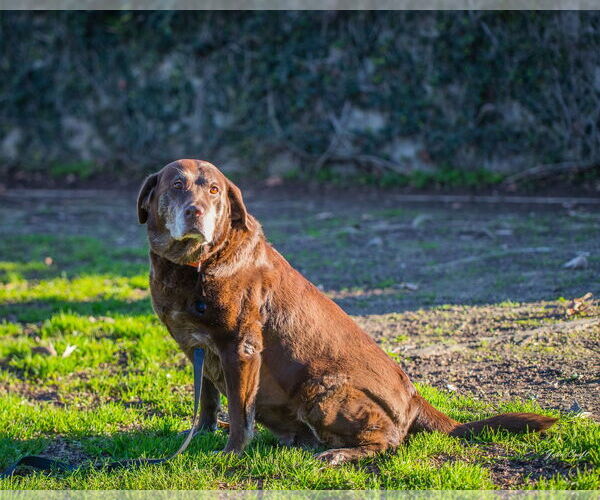Medium Photo #2 Labrador Retriever Puppy For Sale in Clovis, CA, USA