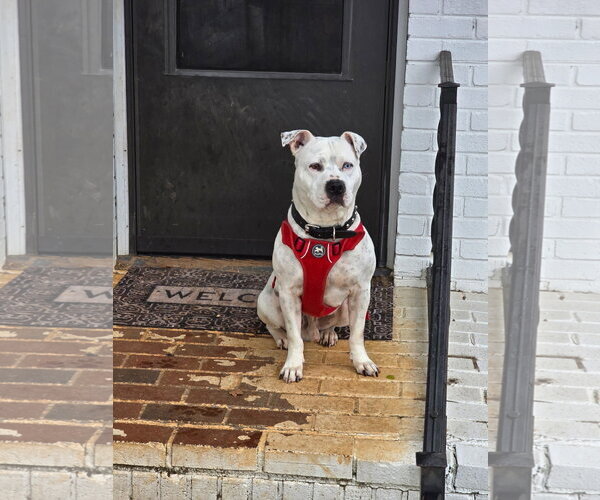 Medium Photo #8 American Staffordshire Terrier-Unknown Mix Puppy For Sale in Holly Springs, NC, USA