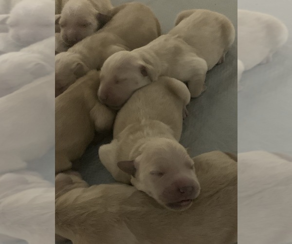 Medium Photo #3 Golden Retriever Puppy For Sale in MORRISON, CO, USA