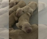 Small Photo #3 Golden Retriever Puppy For Sale in MORRISON, CO, USA