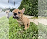 Small Photo #4 French Bulldog Puppy For Sale in SAYREVILLE, NJ, USA