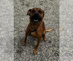 Small American Staffordshire Terrier Mix