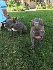 Father of the French Bulldog puppies born on 08/06/2018