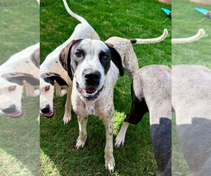 Great Dane-Unknown Mix Dogs for adoption in Bullard, TX, USA